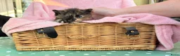 Mixed Breed cats for sale: ***British longhair cross flamepoint ragdoll*** - Advert 2