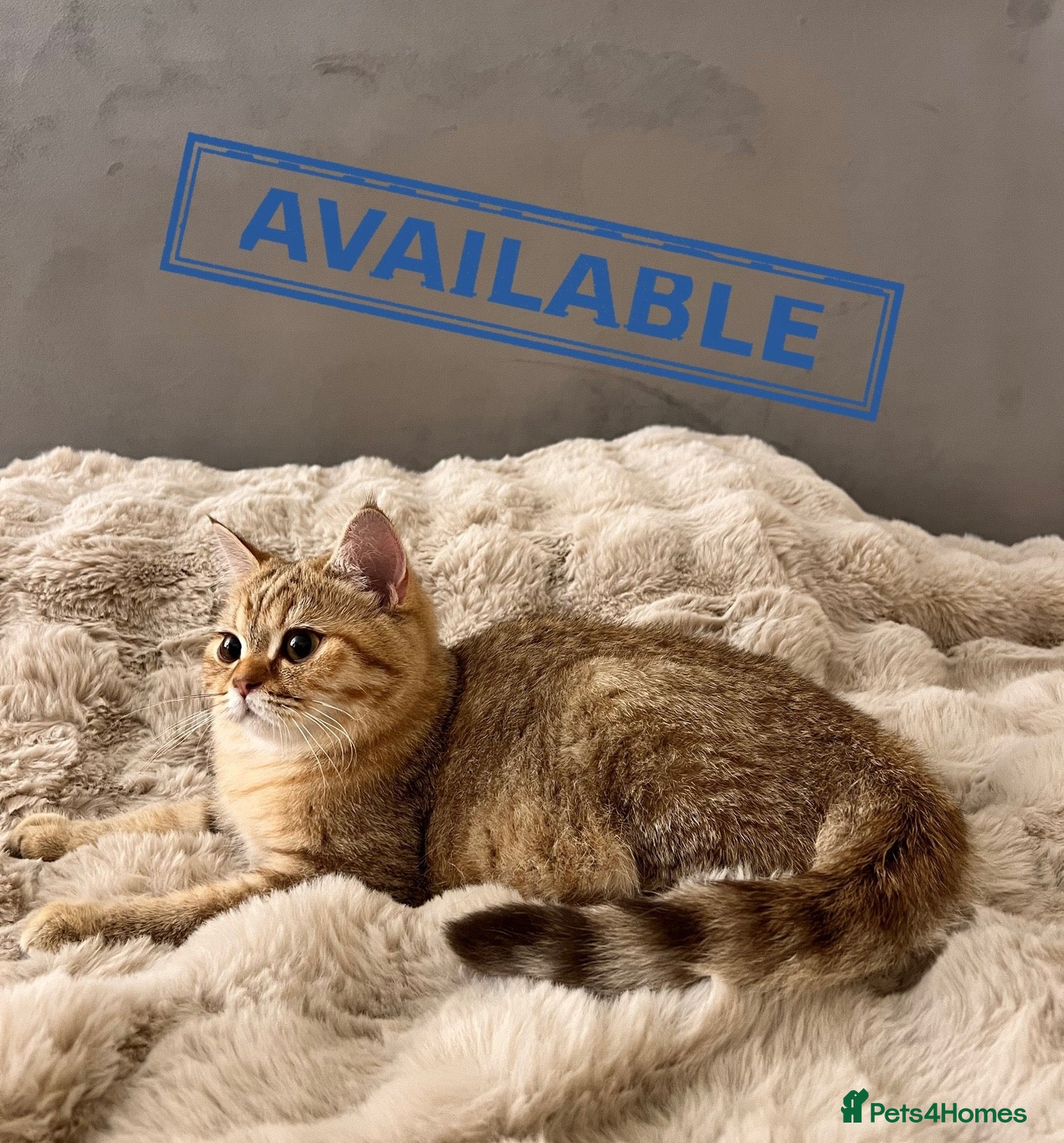 British Longhair cats 🐾(Last one)GCCF B.S.H Kitten 🐾 - Advert 1