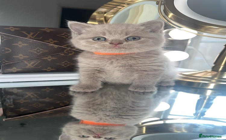 British Shorthair cats - Advert 16
