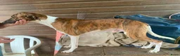 Whippet dogs for sale: Beautiful whippet puppies  - Advert 7