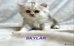Persian cats for sale: **LAST ONE** Stunning pure Persian Kittens PKD Neg - Image 18