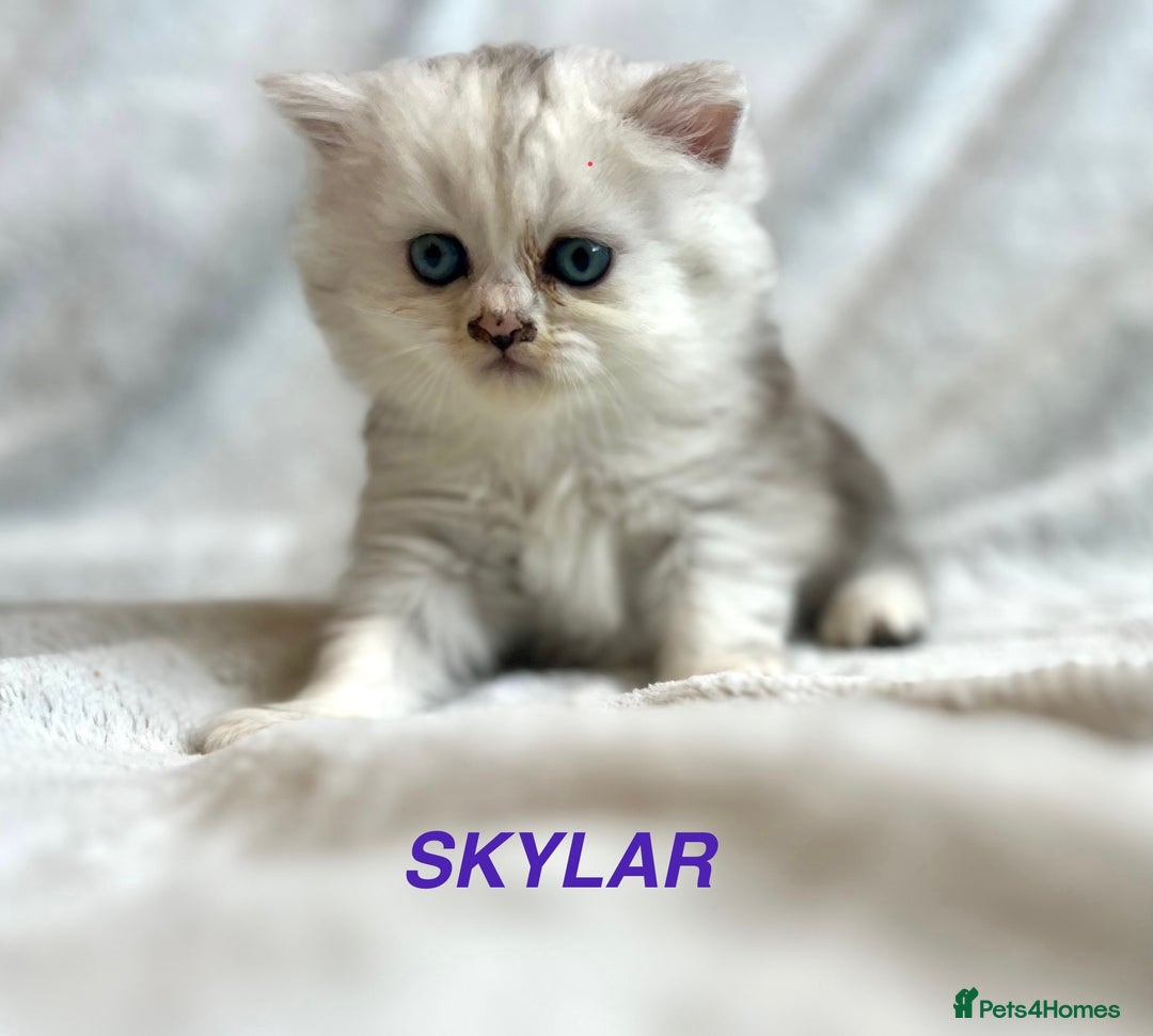 Persian cats for sale: **LAST ONE** Stunning pure Persian Kittens PKD Neg - Image 18