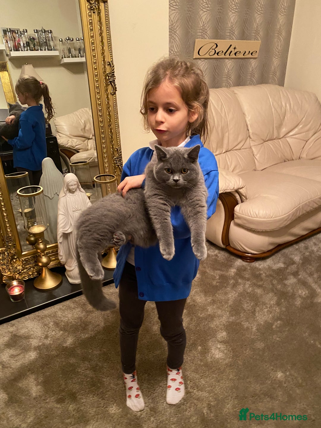 British Shorthair cats for sale: Stunning Rare Pedigree British Shorthair Brothers - Advert 21