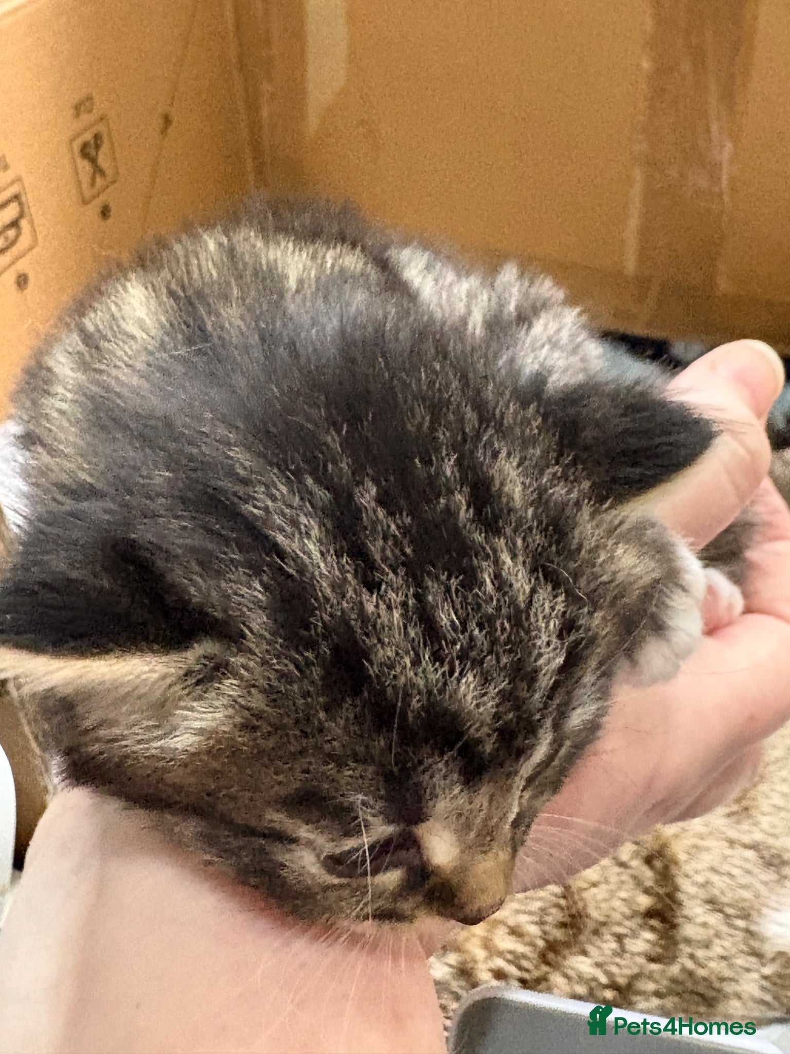 Mixed Breed Kitten 3