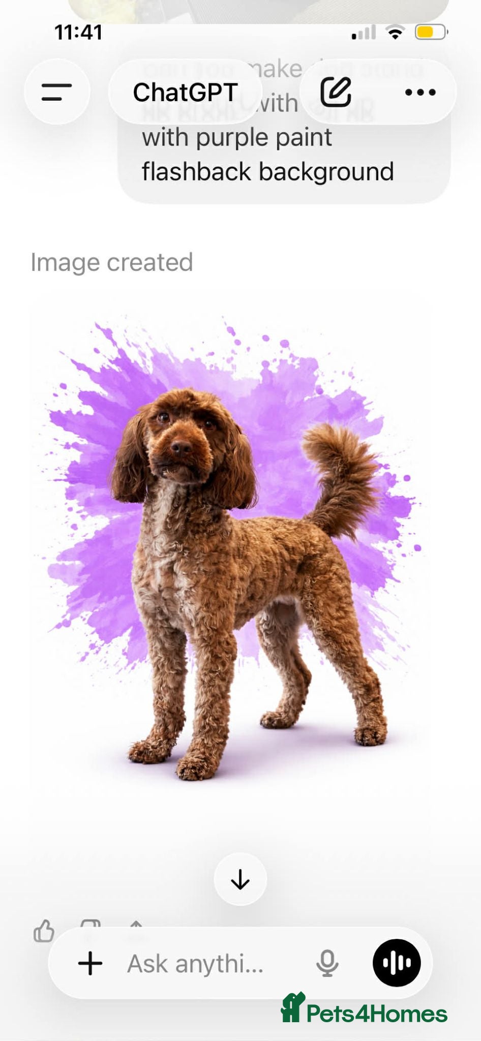Sproodle dogs Beautiful Sproodle pups - Advert 1