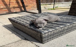 Staffordshire Bull Terrier dogs for sale: Staffordshire Bull Terrier KCReg open to offers  - Image 7