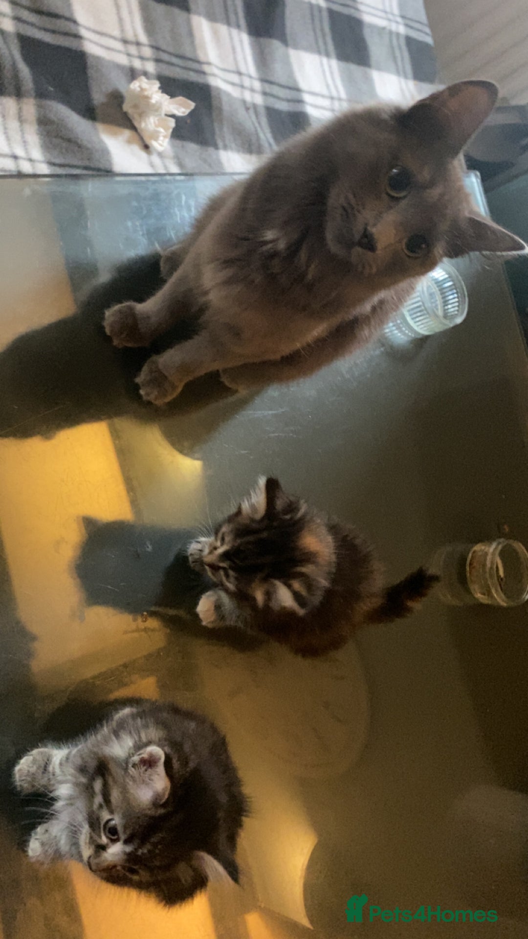 Mixed Breed cats for sale: Gorgeous coloured female kittens - Image 7