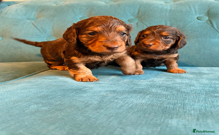 Miniature Dachshund dogs Perfect Long Haired KC Miniature Dachshund Puppies - Advert 12