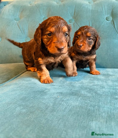Miniature Dachshund dogs Perfect Long Haired KC Miniature Dachshund Puppies - Advert 2