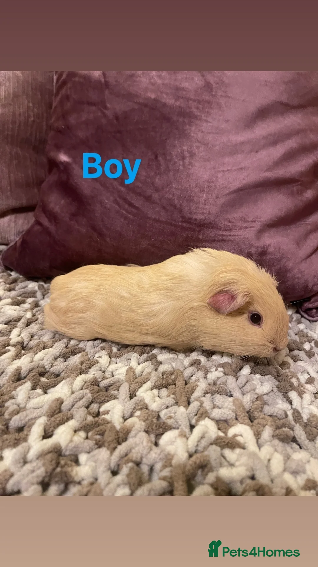 Guinea Pig rodents for sale: Guinea pigs for sale  - Advert 3
