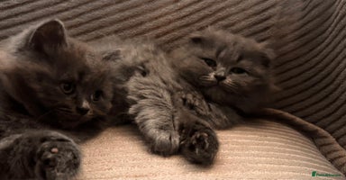 Scottish Fold cats - Advert 12