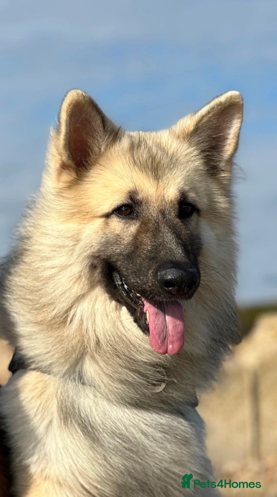German Shepherd dogs for stud: FOR STUD. CREAM SABLE. LONG COATED. HEALTH TESTED in Royston - Advert 7