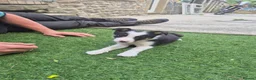 Border Collie dogs for sale: PURE-BRED BORDER COLLIE PUPS  - Advert 5