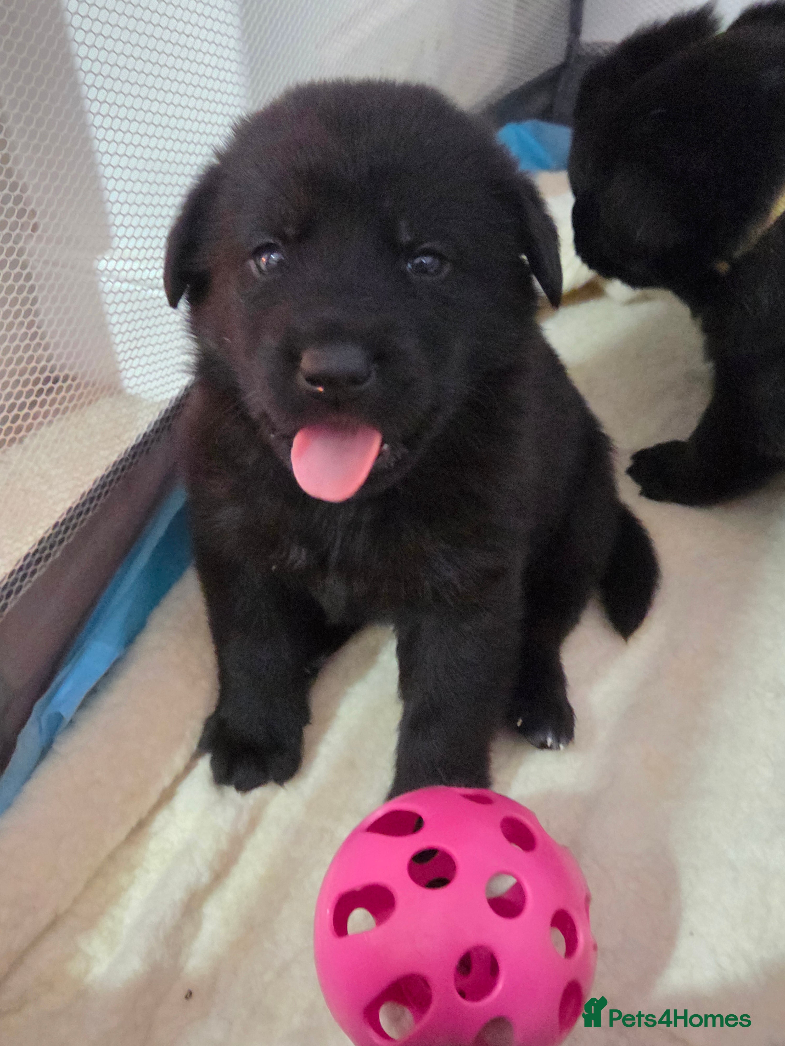 Mixed Breed dogs 🌟German Shepherd x Labrador Retriever Puppies 🌟 - Advert 1