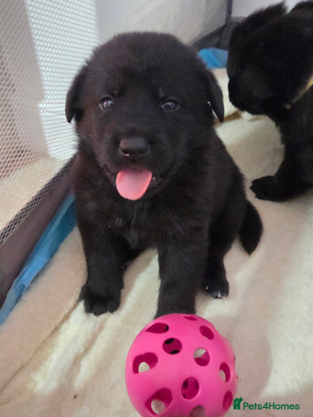 Mixed Breed dogs for sale: 🌟German Shepherd x Labrador Retriever Puppies 🌟 - Advert 1