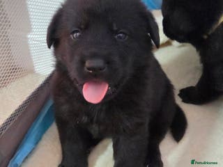 Mixed Breed dogs 🌟German Shepherd x Labrador Retriever Puppies 🌟 - Advert 17