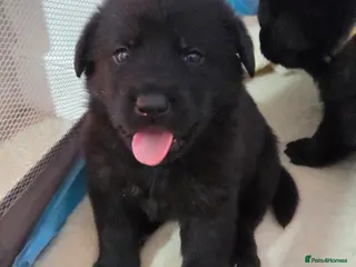 Mixed Breed dogs 🌟German Shepherd x Labrador Retriever Puppies 🌟 - Advert 14