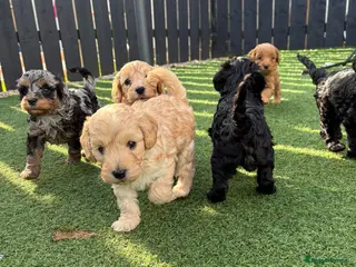 Cockapoo dogs FB1 cockapoo pups - Advert 1