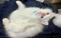 Ragdoll cats for sale: Beautiful Ragdoll Kittens, 2 Flamepoint, 1 mitted - Image 12