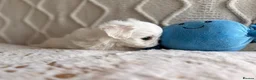 Maltese dogs for sale: Bambelina~ Simply The Best~ Korean Maltese in Stratford-upon-Avon - Advert 20