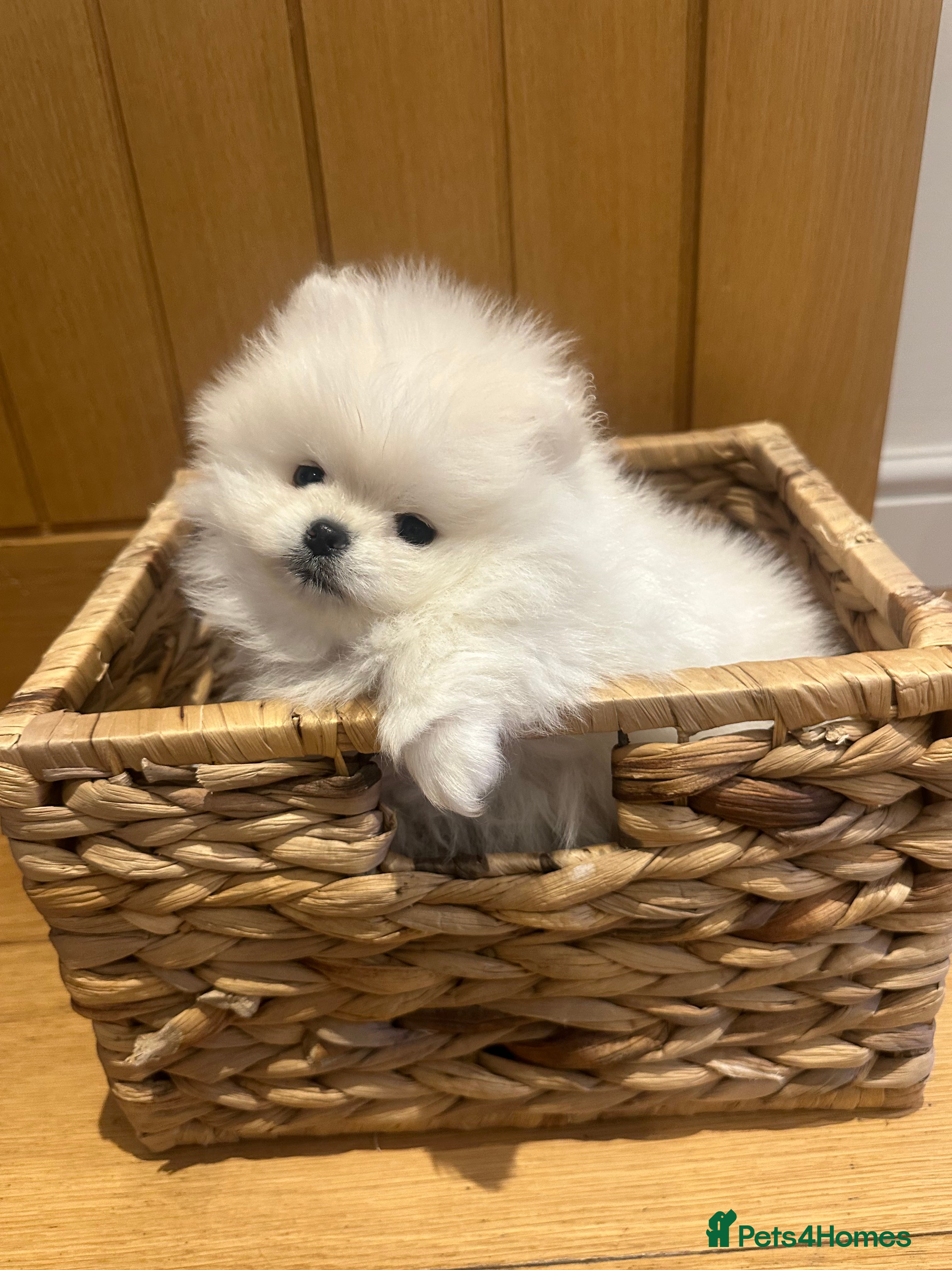Pomeranian dogs Beautiful White Pomeranian Puppy  - Advert 16