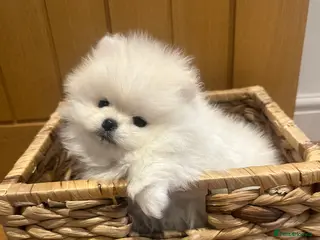 Pomeranian dogs Beautiful White Pomeranian Puppy - Advert 5