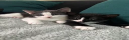 Domestic Shorthair cats for sale: Kittens looking for a new home  - Advert 8