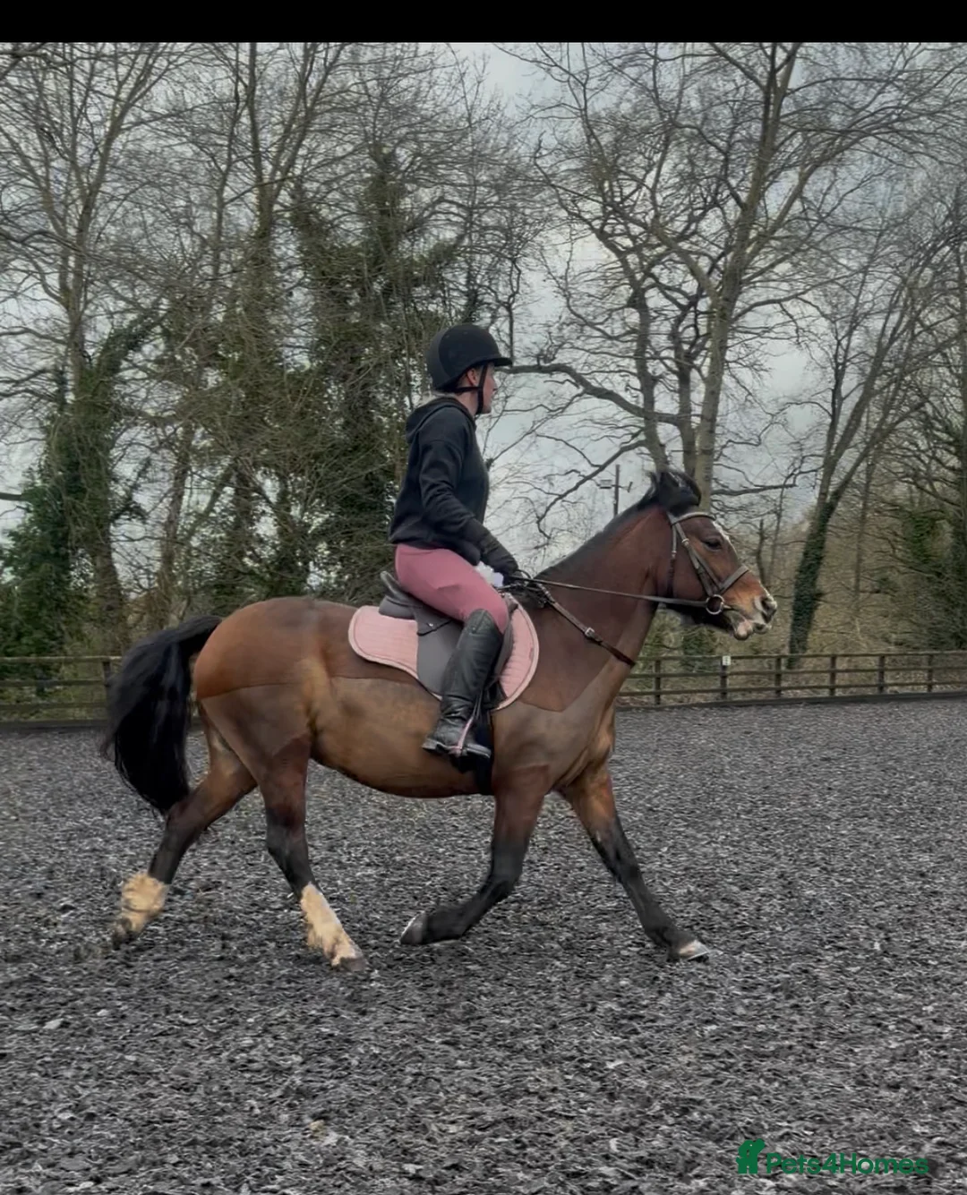 Welsh Section C horses for sale: Beautiful reg Welsh C mare 16 year old  - Advert 7