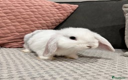 Mini Lop rabbits for sale: Beautiful mini lop rabbits for sale - Image 6