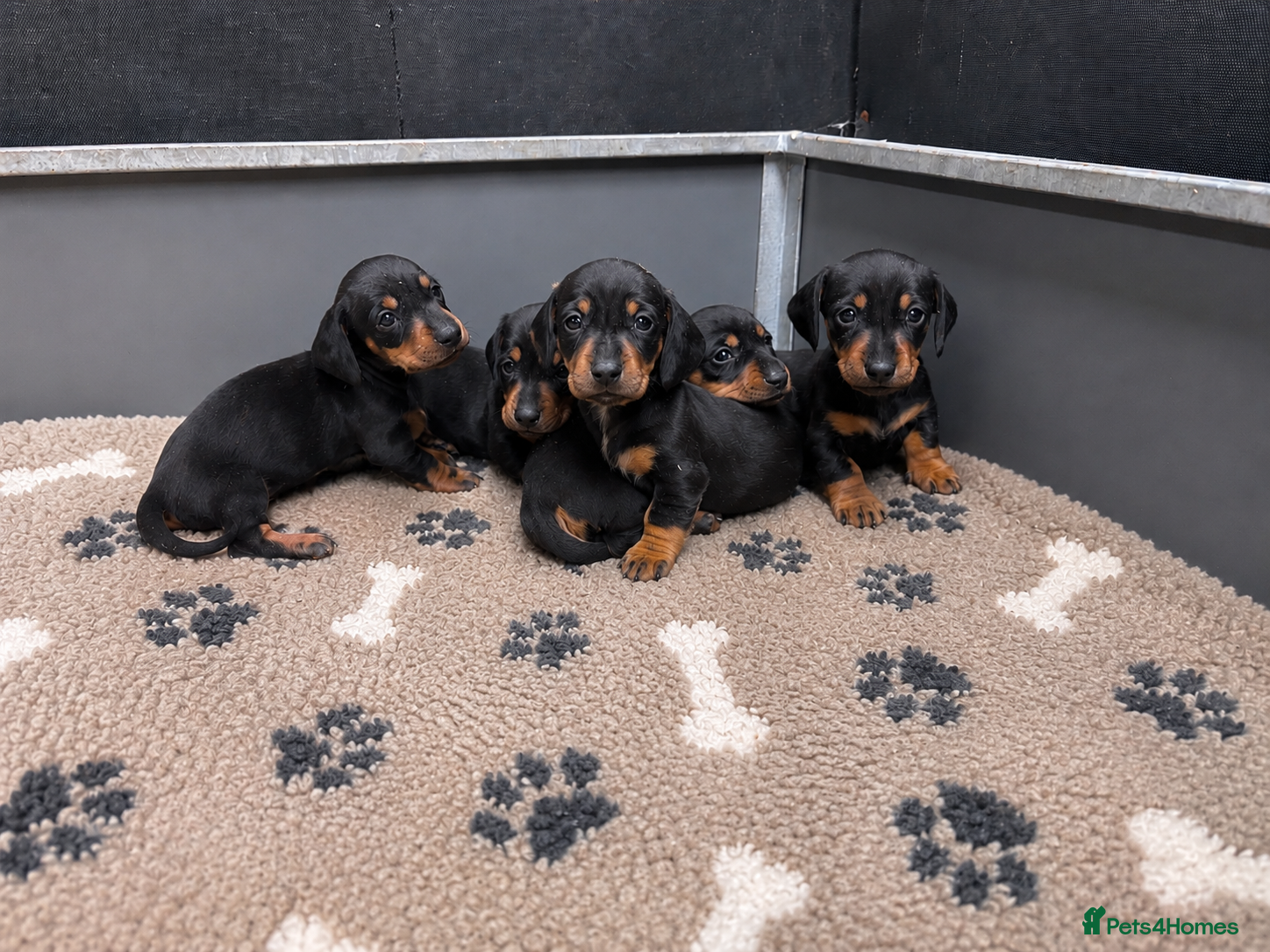 Miniature Dachshund dogs Scrumptious Black & Tan miniature Dachshund Pupps - Advert 1