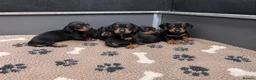 Miniature Dachshund dogs for sale: Scrumptious Black & Tan miniature Dachshund Pupps - Advert 1