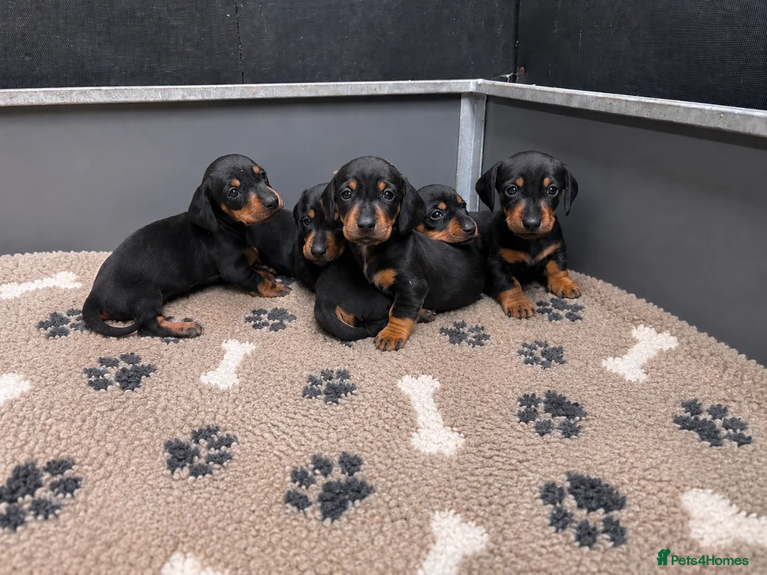 Miniature Dachshund dogs for sale: Scrumptious Black & Tan miniature Dachshund Pupps - Advert 1