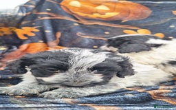 Poochon dogs for sale: 2 beautiful poochon girls - Image 6