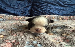 French Bulldog dogs for sale: Fluffy frenchies 🐶 - Image 14