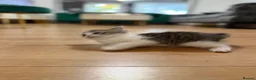 Mixed Breed cats for sale: Beautiful Scottish fold mix kittens 3 girls - Advert 6