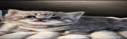 British Shorthair cats for sale: ACTIVE BSH GCCF SPOTTED TABBY GIRL - Advert 6
