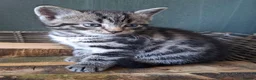 Domestic Shorthair cats for sale: Kittens for sale - Advert 3