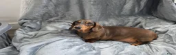 Miniature Dachshund dogs for sale: KC Miniature Dachshunds - Advert 5
