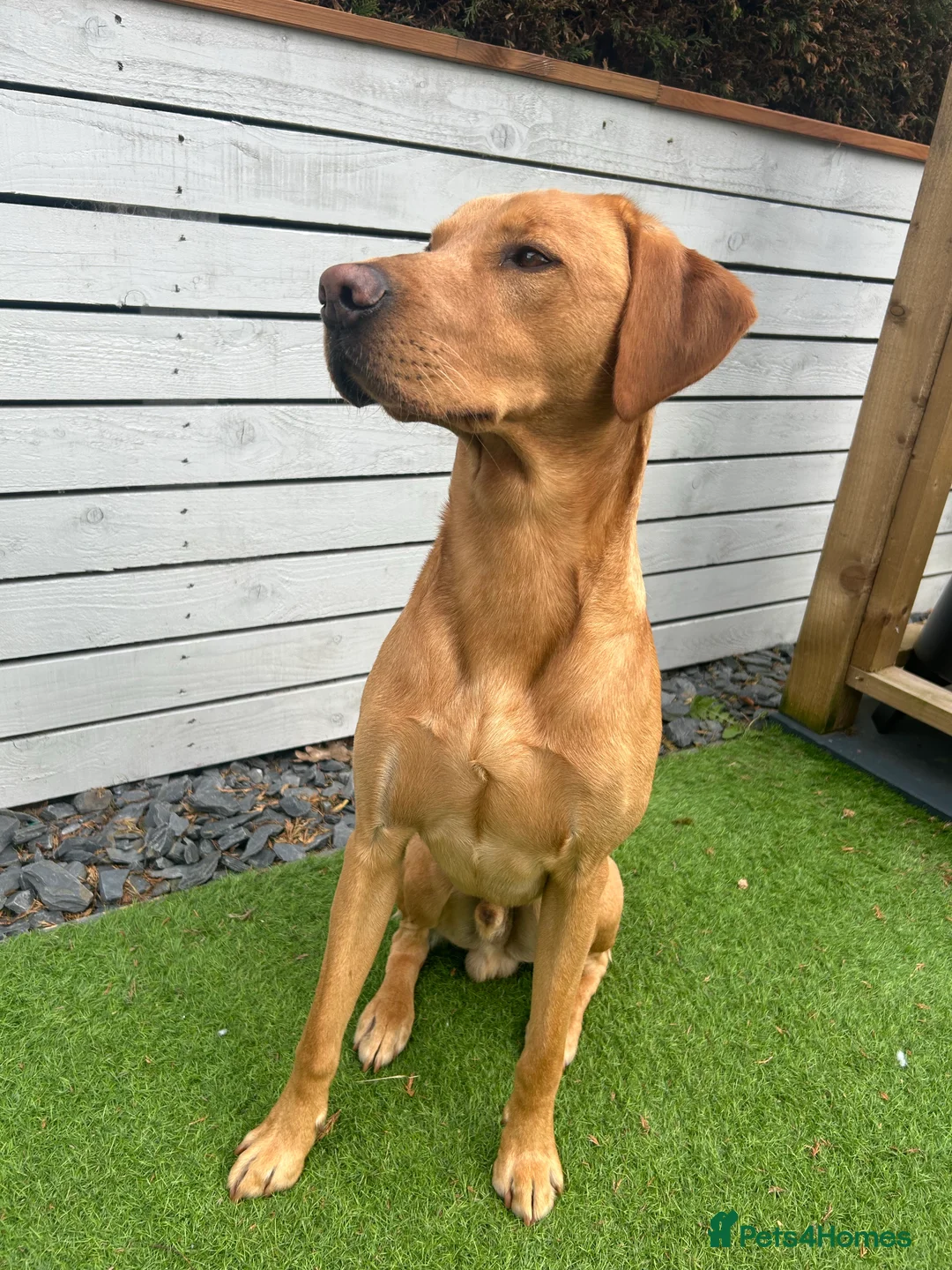 Labrador Retriever dogs for stud: 🌟 Kennel Club Registered Proven Labrador Stud 🌟 in Dundee - Advert 3