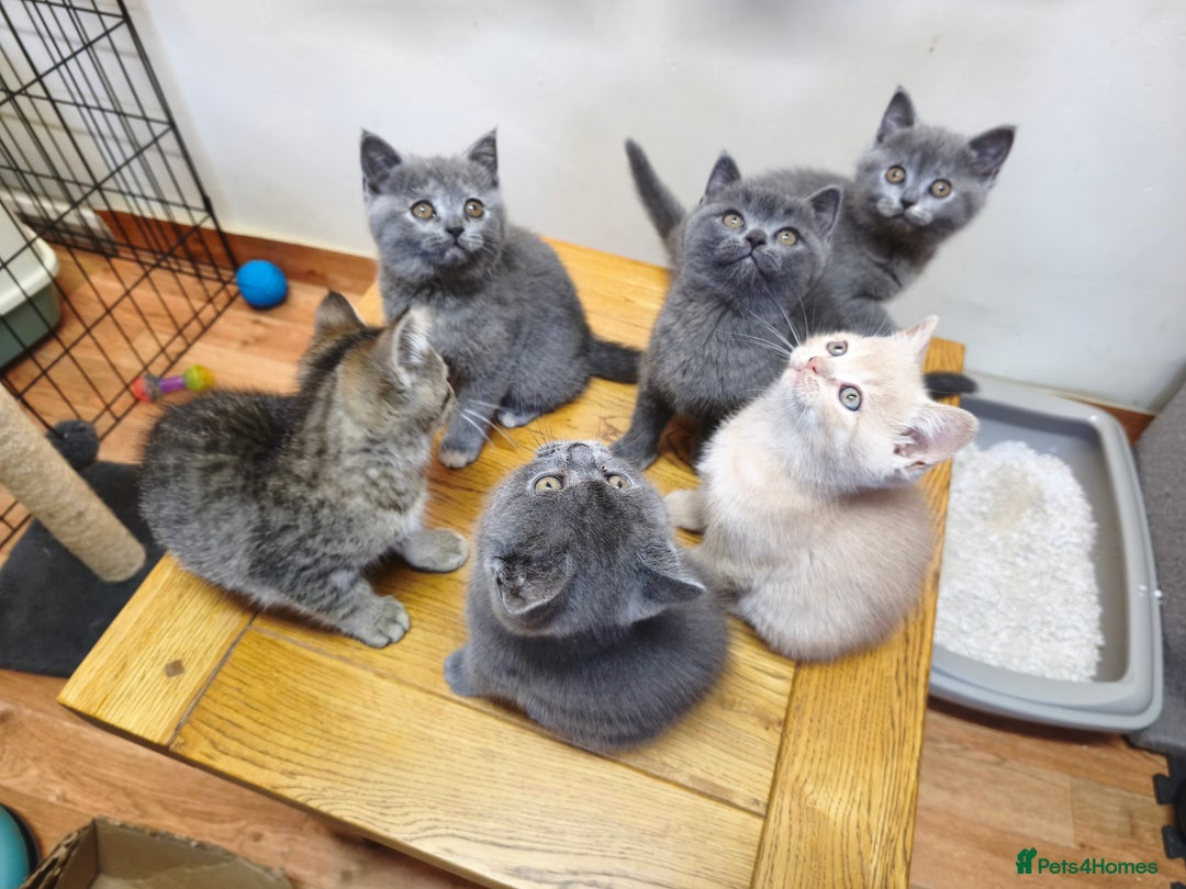 British Shorthair cats for sale: British Shorthair Kittens Imported Parents  - Advert 22