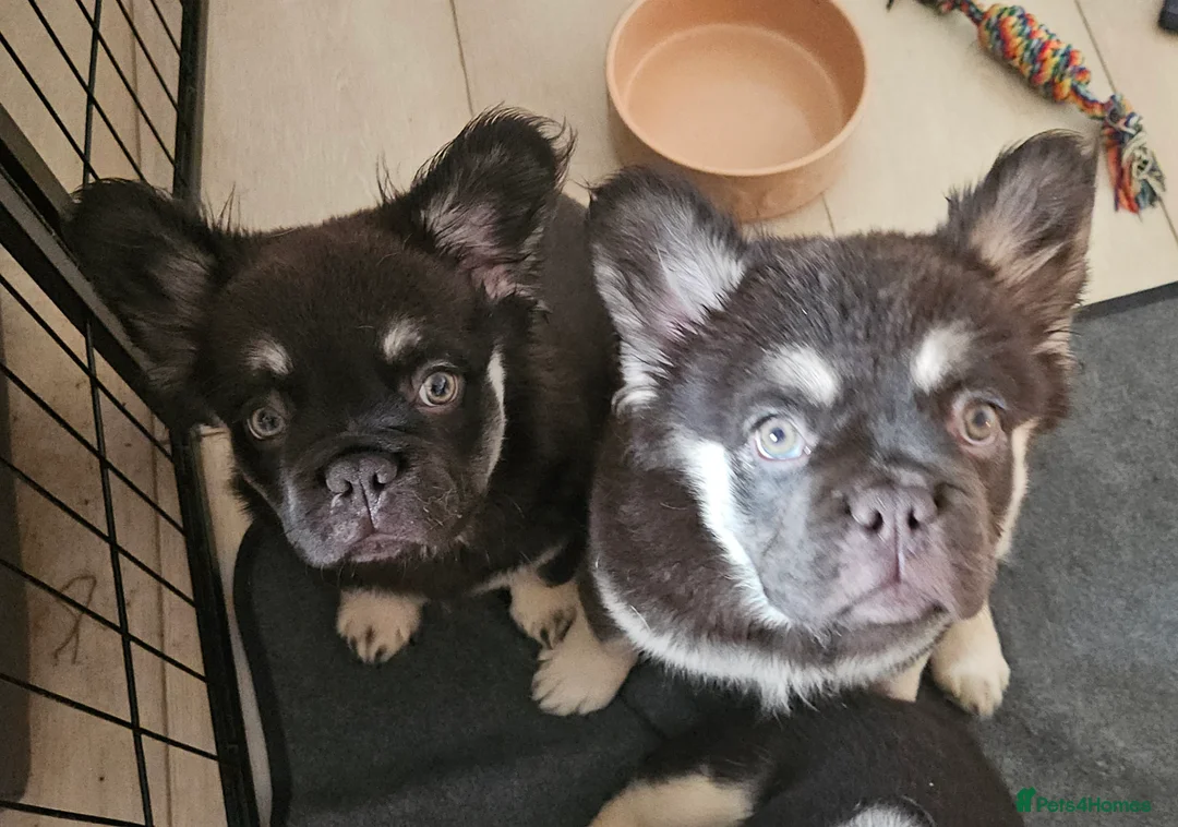 French Bulldog dogs for sale: Coco tan point fluffy frenchie pups - Advert 2