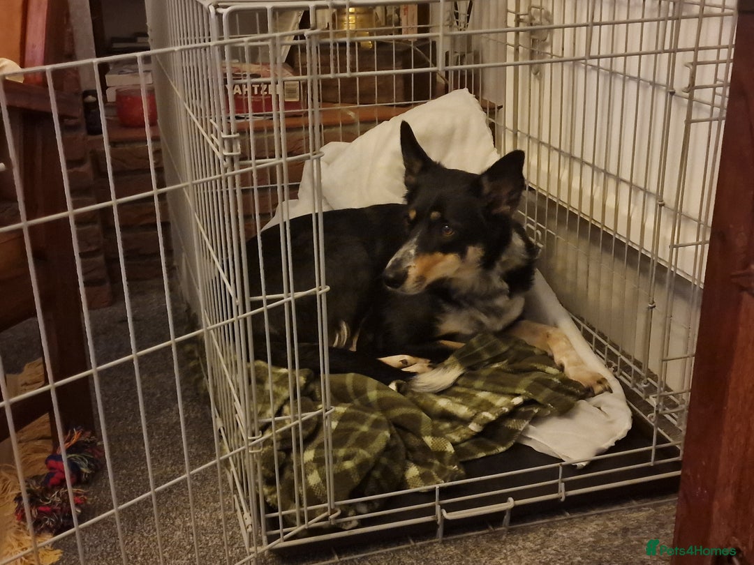 Border Collie dogs for sale: Loving 2yo Border Collie - Great with Kids - Advert 3