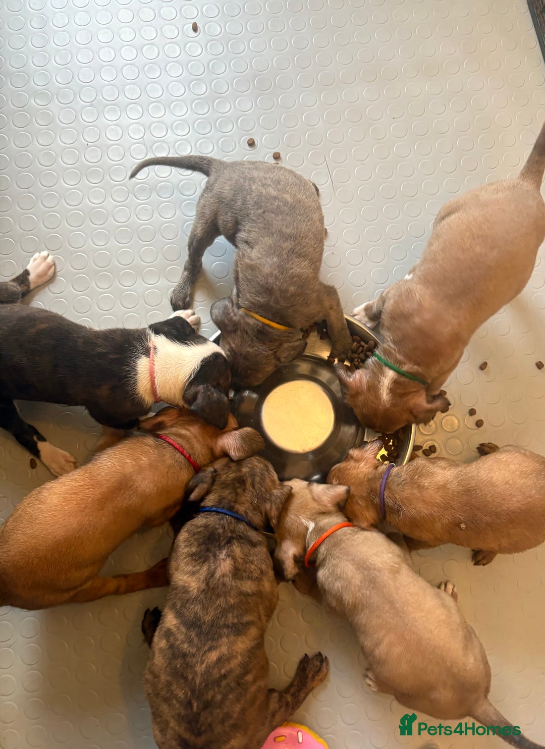 Staffordshire Bull Terrier dogs for sale: Beautiful coloured staffies - Image 17