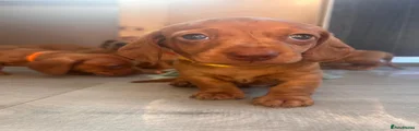 Miniature Dachshund Puppy 5