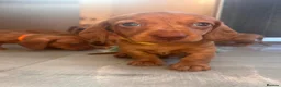 Miniature Dachshund dogs for sale: Miniature dachshund puppies - Ready Now!   - Advert 25