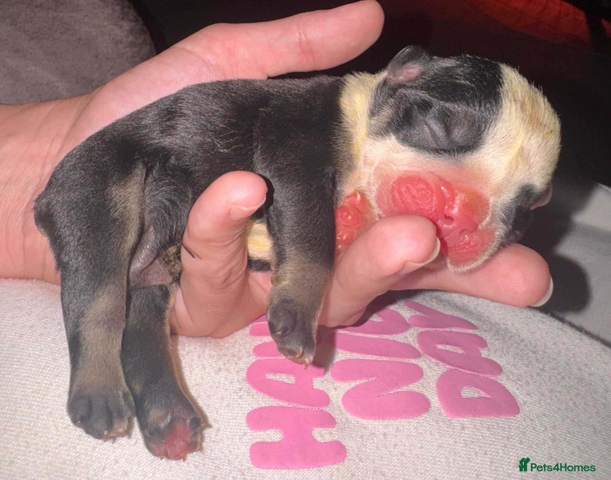 English Bulldog dogs Registered english bulldog puppies  - Advert 14