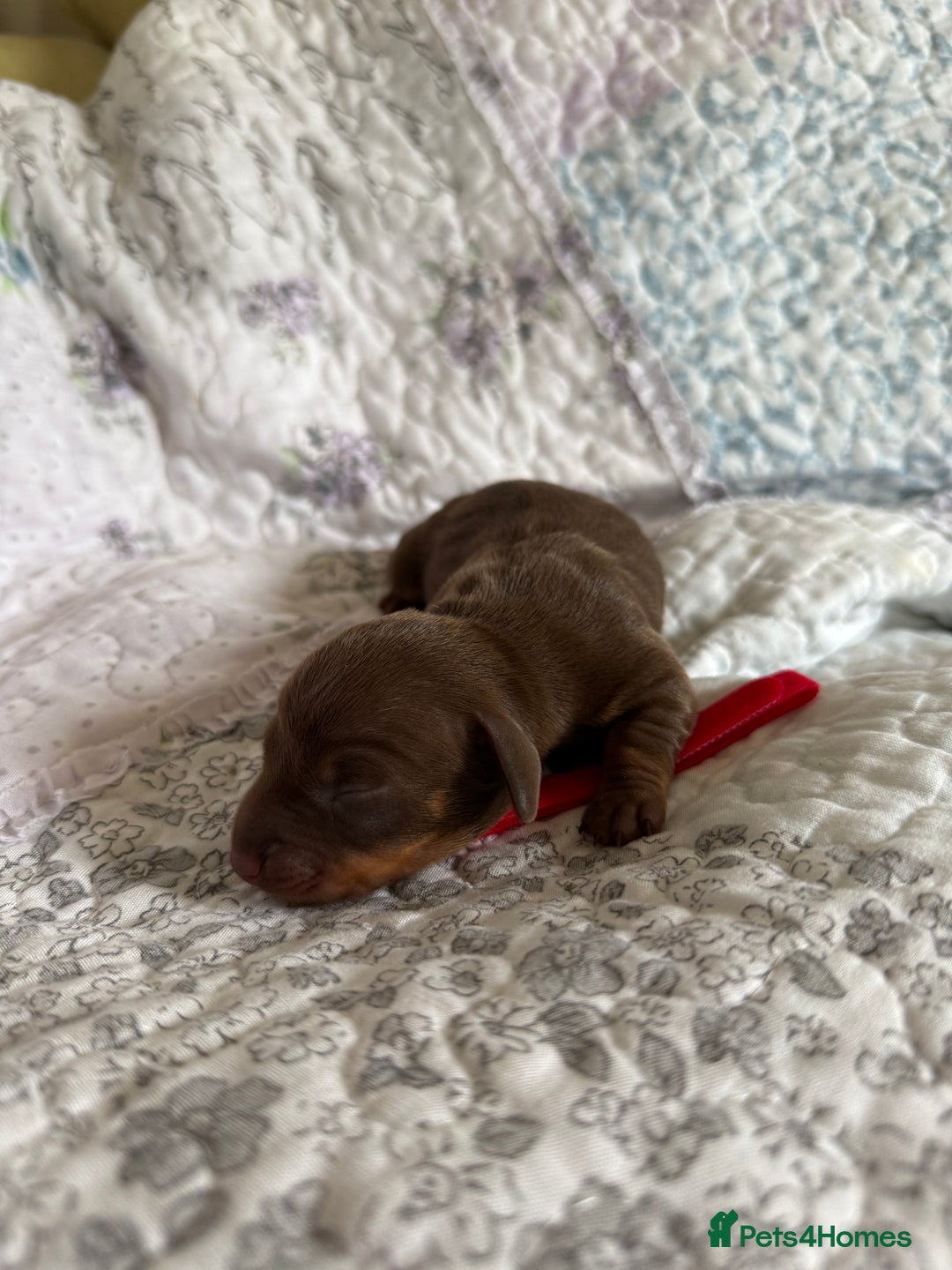 Miniature Dachshund dogs for sale: KC Registered Miniature Dachshunds (PRA Clear) - Image 2