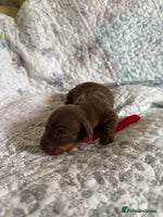 Miniature Dachshund dogs - Advert 12