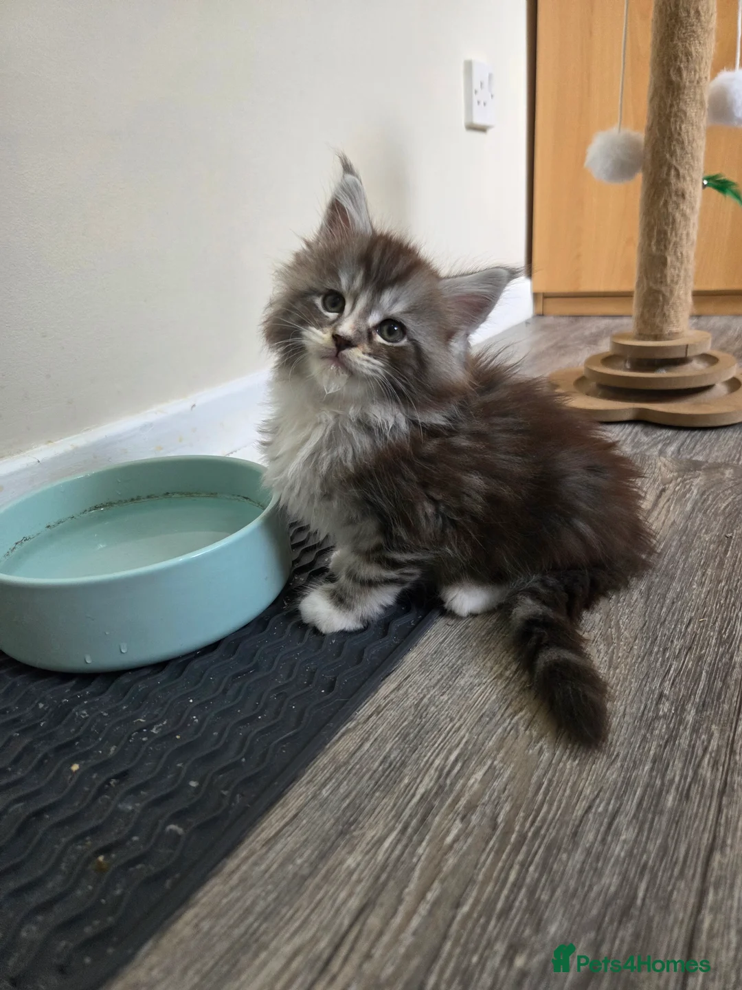 Maine Coon cats for sale: Outstanding Quality Tica shaded line kittens - Advert 2
