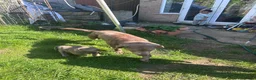 Labrador Retriever dogs for sale: 5 generations pedigree silver Labrador puppies  - Advert 21
